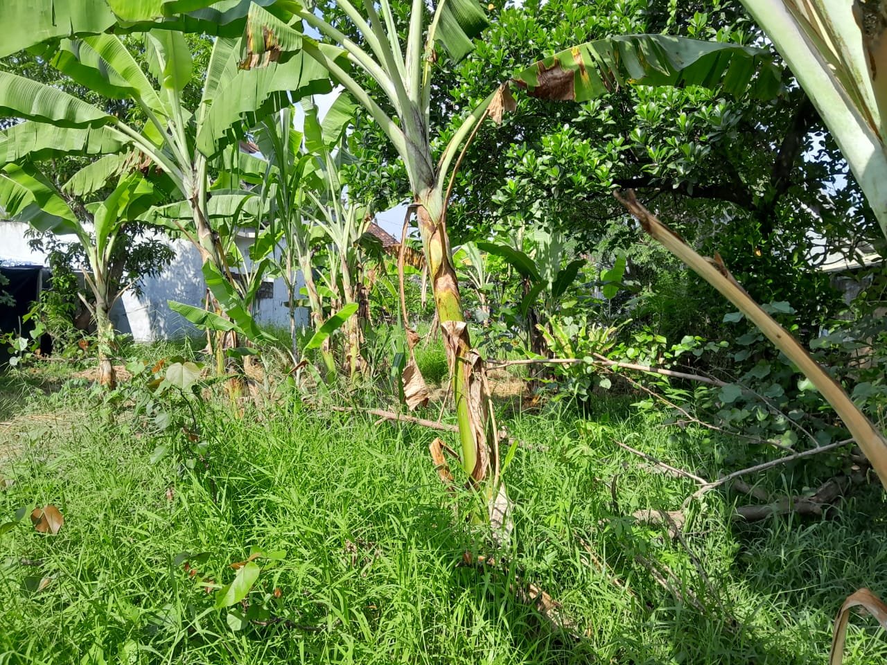 1 BIDANG TANAH DENGAN TOTAL LUAS 168 M2 DI KABUPATEN GIANYAR