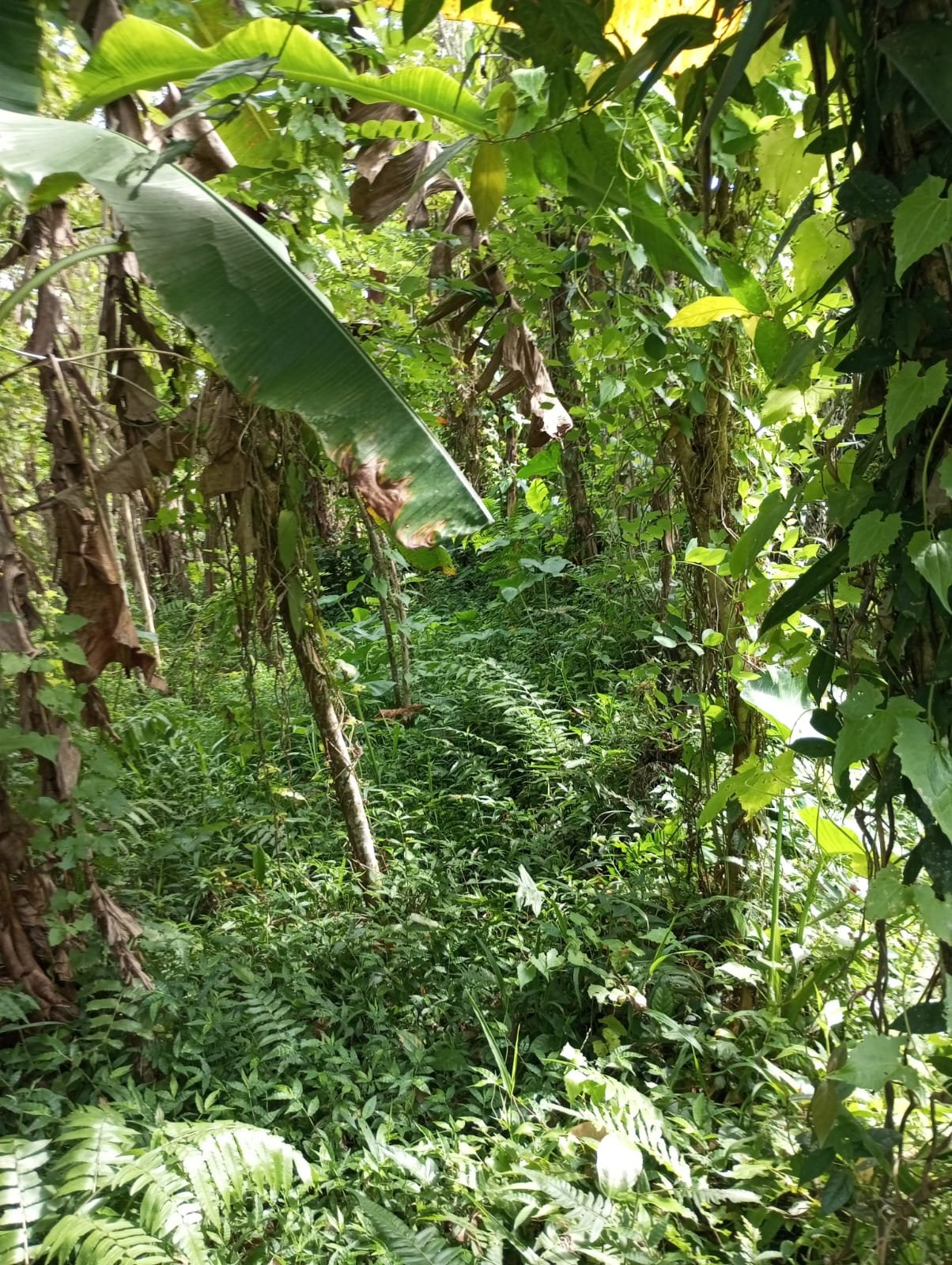 1 BIDANG TANAH DENGAN TOTAL LUAS 300 M2 DI KABUPATEN TABANAN 