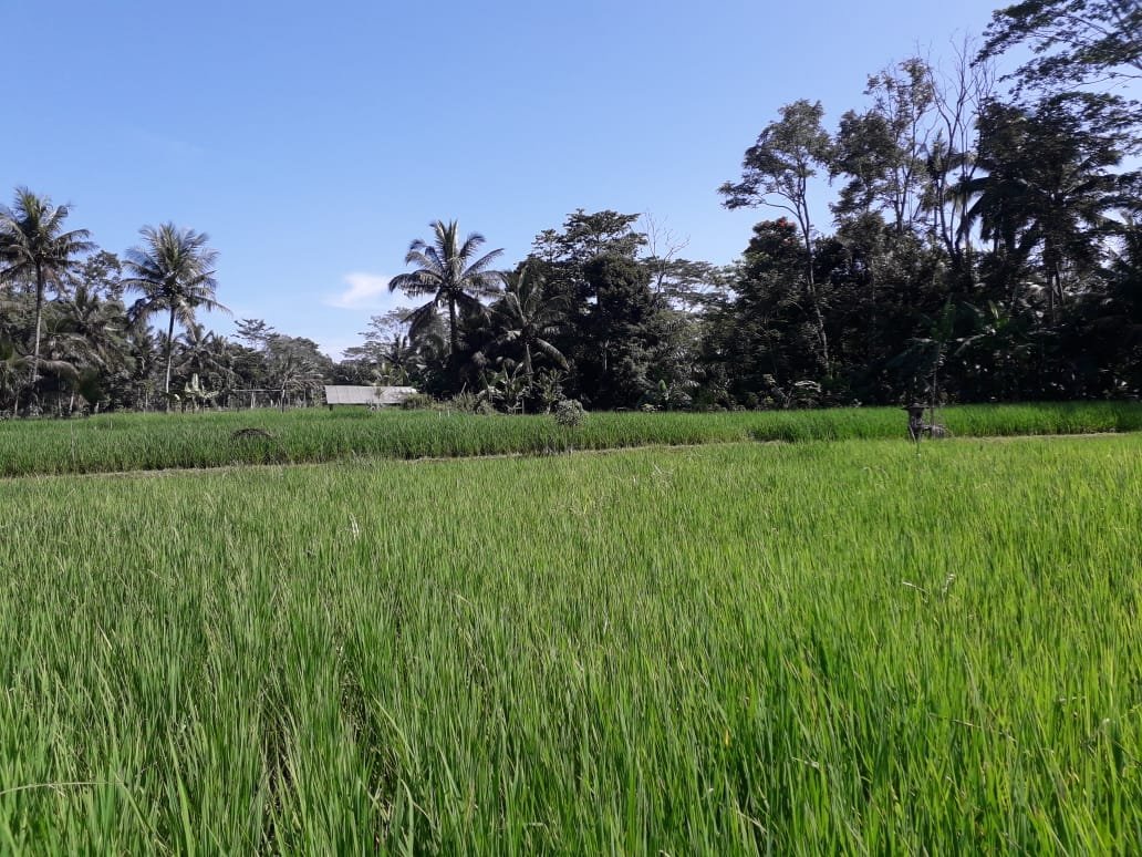 1 BIDANG TANAH DENGAN TOTAL LUAS 3299 M2 DI KABUPATEN GIANYAR 