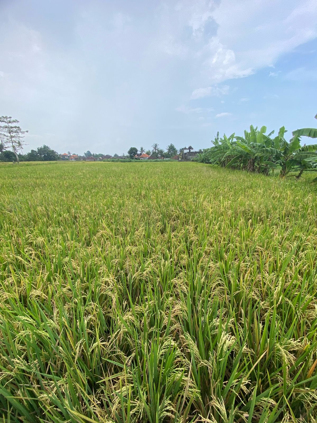 1 BIDANG TANAH DENGAN LUAS 1068 M2 DI KABUPATEN GIANAYAR 