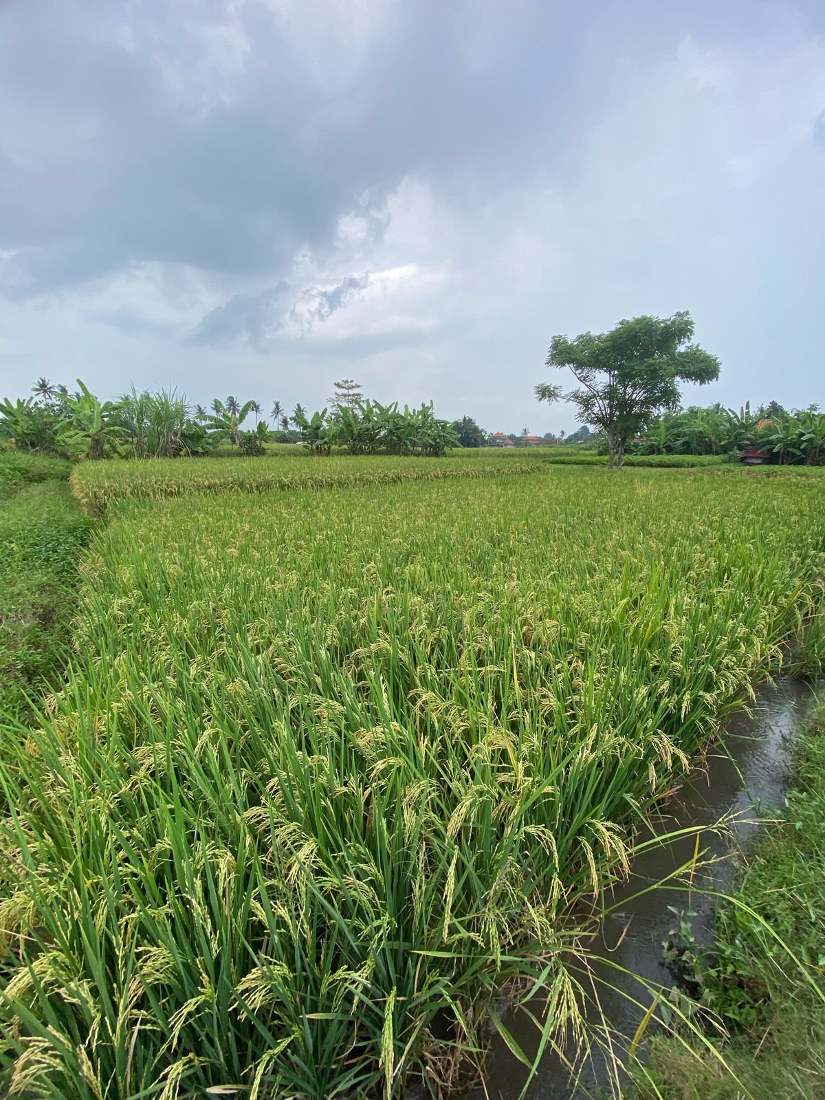 1 BIDANG TANAH DENGAN LUAS 293 M2 DI KABUPATEN GIANYAR 