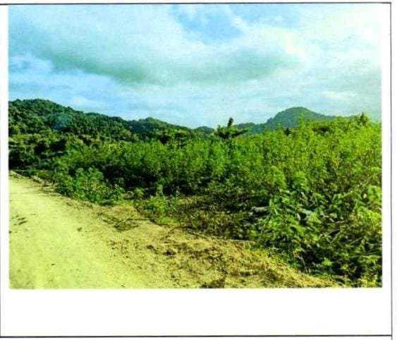 1 BIDANG TANAH DENGAN TOTAL LUAS 18950 M2 DI KABUPATEN LOMBOK TENGAH