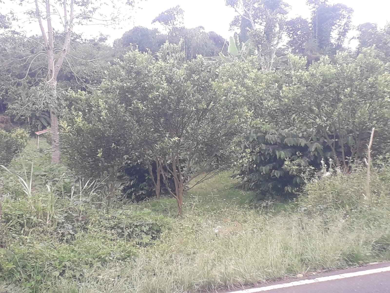 1 BIDANG TANAH DENGAN TOTAL LUAS 2035 M2 DI KABUPATEN BANGLI  